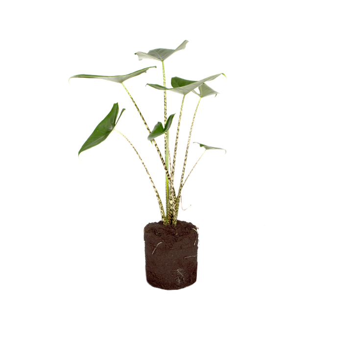 Alocasia zebrina